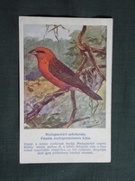 Képeslap,Budapest állatkert madár ,93.sz,Ornitológia,D. Dabaly grafika,Madagaszkári szövőpinty,1915