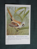 Képeslap,Budapest állatkert madár sorozat,Ornitológia,Vezényi E. grafika,Barkós cinege,1915-