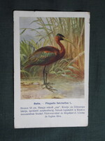 Képeslap,Budapest állatkert madár sorozat,Ornitológia,Vezényi E. grafika,Batla,1915-