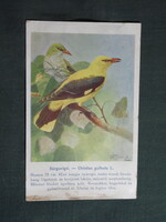Képeslap,Budapest állatkert madár sorozat,Ornitológia,Vezényi E. grafika,Nádirigó,1915-