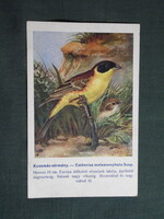 Képeslap,Budapest állatkert madár sor,26.sz,Ornitológia,Vezényi E. grafika,Kucsmás sármány,1925-