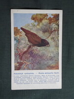 Képeslap,Budapest állatkert madár sor,99.sz,Ornitológia,Vezényi E grafika,Feketefejü apácapinty,1915