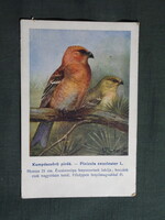 Képeslap,Budapest állatkert madár sor,45.sz,Ornitológia,Vezényi E. grafika,Kampóscsőrü pirók,1925-