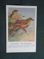 Képeslap,Budapest állatkert madár sorozat,Ornitológia,Vezényi E. grafika,Kerti sármány,1915-