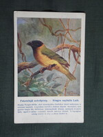 Képeslap,Budapest állatkert madár sor,95.sz,Ornitológia,Vezényi E grafika,Feketefejü szövőpinty,1915