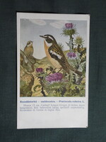 Képeslap,Budapest állatkert madár sor,Ornitológia,Vezényi E. grafika,Rozsdástorkú csaláncsúcs,1915-