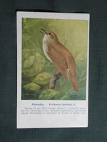 Képeslap,Budapest állatkert madár sorozat,Ornitológia,Vezényi E. grafika,Fülemüle,1915-