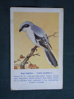 Képeslap,Budapest állatkert madár sorozat,Ornitológia,Vezényi E. grafika,Nagy őrgébics,1915-