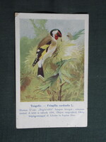 Képeslap,Budapest állatkert madár sorozat,Ornitológia,Vezényi E. grafika,Tengelic,1915-