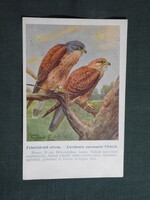 Képeslap,Budapest állatkert madár sorozat,Ornitológia,Vezényi E. grafika,Fehérkörmű vércse,1915-