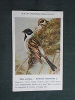 Képeslap,Budapest állatkert madár sorozat,Ornitológia,Vezényi E. grafika,Nádi sármány,1925-