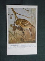 Képeslap,Budapest állatkert madár sorozat,Ornitológia,Vezényi E. grafika,Téli kenderike,1915-