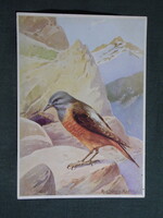 Képeslap,ornitológia,Rud. Schulz Radbl. grafika,Sziklarigó madár,1935-
