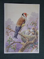 Képeslap,ornitológia,Rud. Schulz Radbl. grafika,Aranypinty,Tengelic madár,1935-