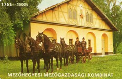 Kártyanaptár: Mezőhegyes. (ló, lovak)