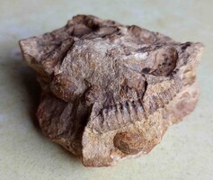 Ritka Fosszília kövület Ammoniteszek és Nummulitesz vagy tengeri sün tojások