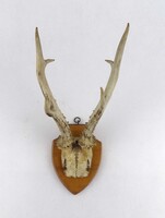 1W936 Régi őz agancs trófea fa talapzaton