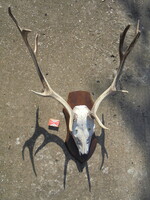 Szarvas agancs, trófea, falra akasztható