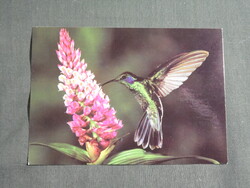 Képeslap,Közép Amerika,Costa Rica,állatvilág,tropikus madarak,kolibri látkép,részlet,1988-