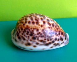 Tengeri csiga - Tigris Kauri