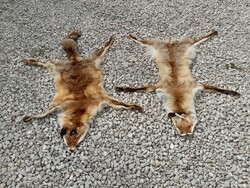 2 db róka prém vagy preparátum egyben