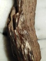 Megkövesedett gyantás fa - borostyán