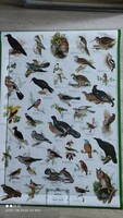 Jelzett plakát új állapot Oiseaux BIRDS nyomat madarak poszter nagy méretű 90 cm x 70 cm