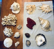 Kagyló, csiga és korall gyűjtemény eladó