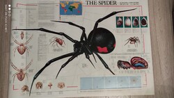 Hollóházi - Poster 90 cm x 70 cm Spider BY NUOVA ARTI GRAFICHE RICORDI MILANO design 1991 poster 3375 - pattern