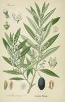 Olíva, olajfa, haszonnövény régi botanikai illusztráció Thomé 1889 reprint nyomat falikép dekoráció