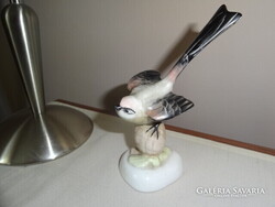 Tobozon ülő pinty madár Aquincum