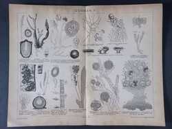 Gombák II. eredeti 19. századi litográfia (fametszetes stílusban), Pallas Nagy Lexikon