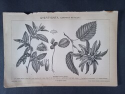 Gyertyánfa (Carpinus betulus)”  19. századi litográfia (fametszetes stílusban), Pallas Nagy Lexikon