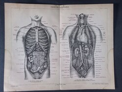 Hasűri szervek - eredeti 19. századi litográfia (fametszetes stílusban), Pallas Nagy Lexikon