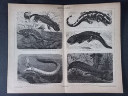 Gőtefélék litográfia 1894, magyar nyelvű, eredeti Pallas Nagy Lexikonából