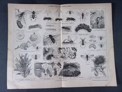 Hártyás szárnyúak - litográfia 1894, magyar nyelvű, eredeti Pallas Nagy Lexikonából
