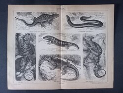 Gyíkok litográfia 1894, magyar nyelvű, eredeti Pallas Nagy Lexikonából