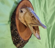 Preparált csuka fej