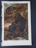 Gorilla -  litográfia 1894, magyar nyelvű, eredeti, színes nyomat Pallas Nagy Lexikonából