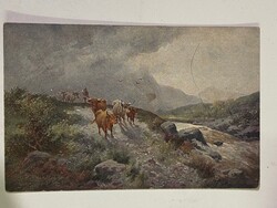 Nagyon régi,szép,színes képeslap. Posta tiszta. Tehenek.