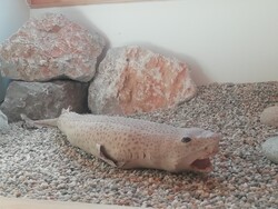 Kis méretű macskacápa preparátum