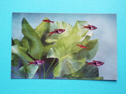 Képeslap (49) - USA - Chicago - John G. Shedd Akvárium - Törperazbóra és Ékfoltos razbóra (9x14 cm)