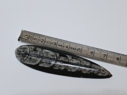 Orthoceras csiszolt fosszília 7,5 cm