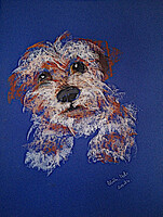 Vibók: Drótszőr 35x50 cm