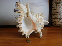 Nagy méretű tengeri csiga - ágas tüskéscsiga - 24 cm