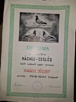 1971, galambász oklevél