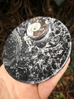 Szépséges ammonitesz fosszília tál