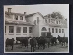 Szarvasmarhák egy majorság előtt – 1940-es évekbeli fotó