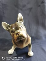 Royal Dux bulldog kutya porcelán 12cm