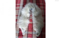 Ezüstróka sálgallér eladó